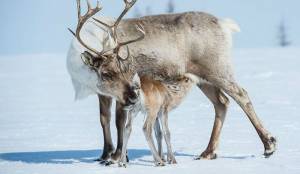 Крупнейшие пустыни, расположенные в Африке