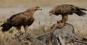 Зона пустынь и полупустынь России