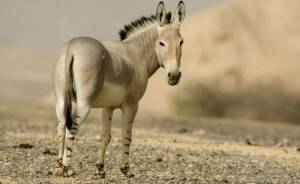 Зона пустынь и полупустынь России