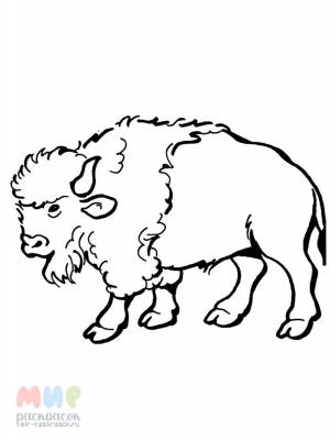 Раскраска Бизон