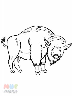 Раскраска Бизон