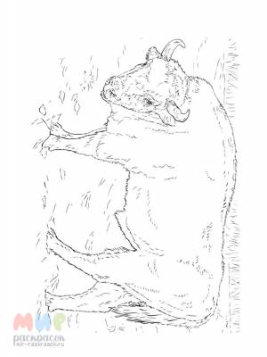 Раскраска Бизон