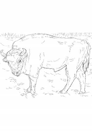 Раскраска бизон
