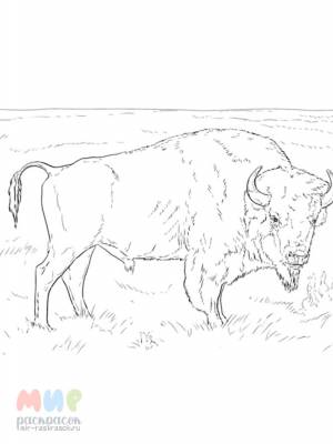 Раскраска Бизон