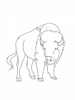 Раскраска Бизон  картинку для детей