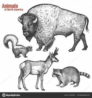 32 стоковых иллюстраций по запросу Вилорог