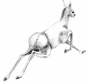 Зачем мы бежим»