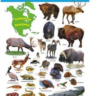картинка плакат животные по видам