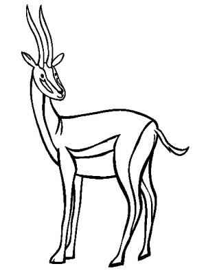 Раскраски бизон антилопа