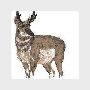 Холст «Антилопа Северной Америки вилорог»