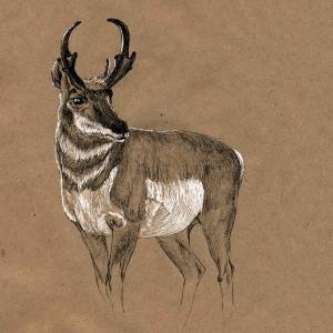 Иллюстрация Вилорог