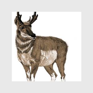 Холст «Антилопа Северной Америки вилорог»