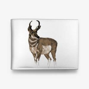 Картина «Антилопа Северной Америки вилорог»