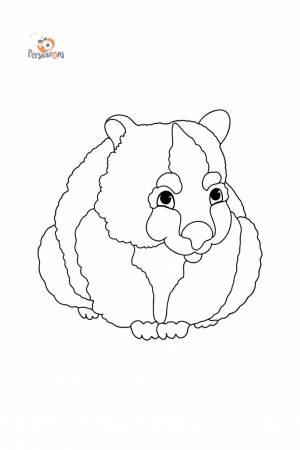 Раскраска Вомбат в 2023 г