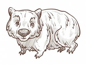 Австралийский вомбат животных изолировал эскиз фауны австралии