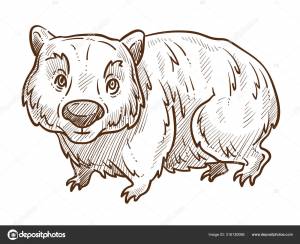 Австралийское животное, вомбат изолированный эскиз, фауна Австралии Векторное изображение ©Sonulkaster 316130088