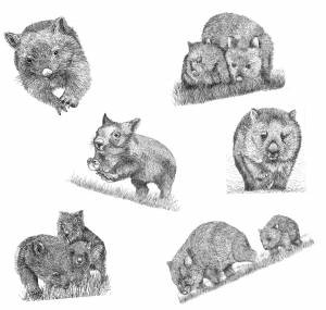 Вомбат рисунок