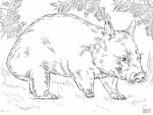 Раскраски животных Австралии для детей