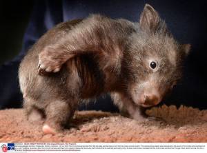 Животное отряда сумчатых обитающее в Австралии