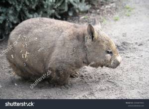 Стоковая фотография 2334875931