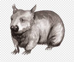 Дикая природа Вомбат Наземные животные Морда, исчезающие виды, млекопитающее, плотоядный, фауна png