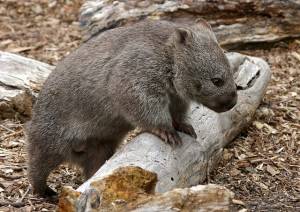 WOMBAT