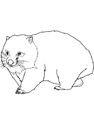 Раскраски Вомбат