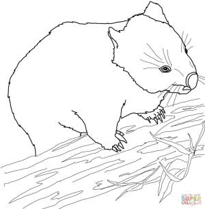Раскраска Австралийский вомбат