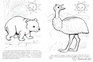 вомбат Раскраски