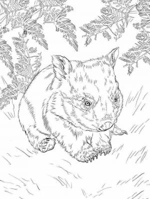 Раскраски Вомбат