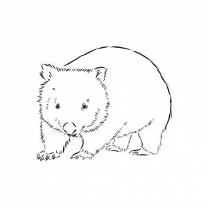 Illustratuin с эскизом вомбата, изолированные на белом фоне, вомбат, векторные иллюстрации эскиз