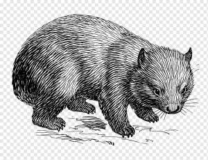 Wombat Drawing Line art, линия, разное, млекопитающее, хищник png
