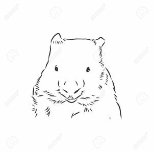 Illustratuin With Wombat Sketch Isolated On White Background Клипарты, SVG, векторы, и Набор Иллюстраций Без Оплаты Отчислений