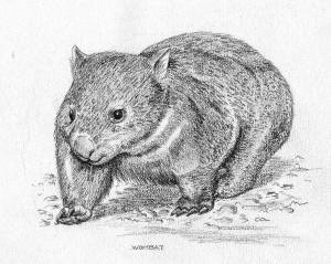 Раскраски Вомбат