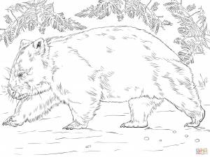 Раскраска Медведь Вомбат