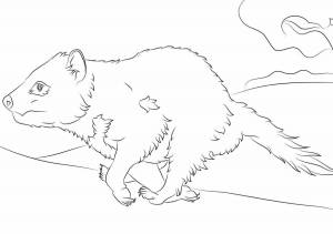 Раскраски Вомбат