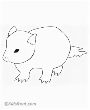 Раскраски Вомбат