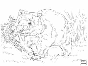 Вомбат рисунок