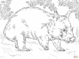 Вомбат рисунок