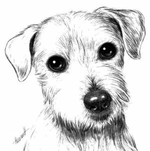 Раскраски Раскраска Собака собаки всех пород