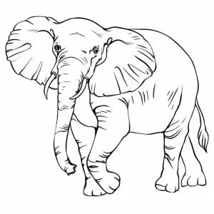 Черно-белое векторное изображение слона для раскраски