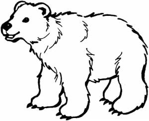 Раскраски Раскраска Белый медведь медвежонок умка