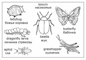 Раскраски Раскраска Насекомые насекомые, Сайт раскрасок