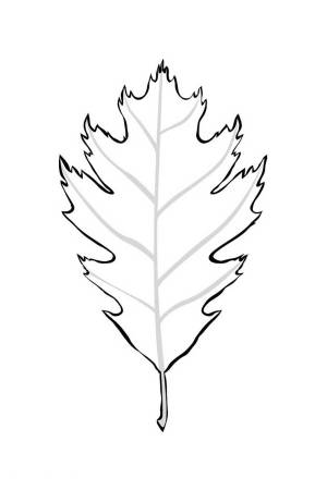 Раскраска Листья  листе  для детей