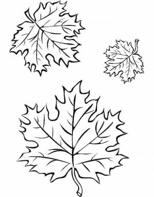 Раскраски Раскраска Кленовые листья кленовый лист на праздники