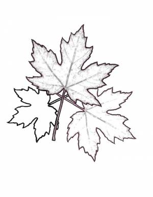 Раскраски Раскраска Кленовые листья кленовый лист