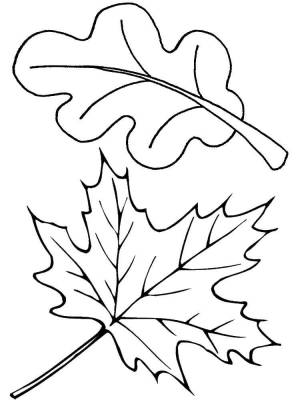 Раскраски Раскраска Листья дуба и клёна листья Осень