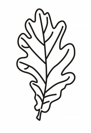 Раскраска дубовый листок