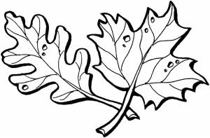 Раскраски Раскраска Листья дуба листья