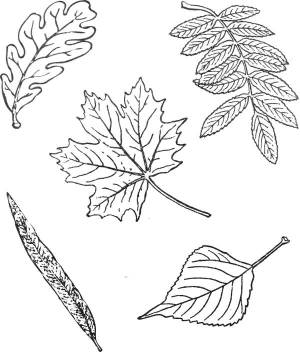 Раскраски Листья дуба для девочек и мальчиков